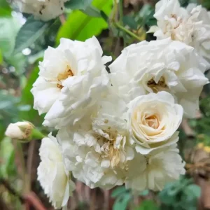 Iceberg Rose Live Plant - White Climbing Rose Bush, 4 to 6 Inch Tall Starter - Image 3