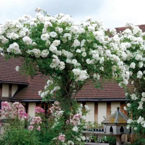 Iceberg Rose Live Plant - White Climbing Rose Bush, 4 to 6 Inch Tall Starter - Image 4