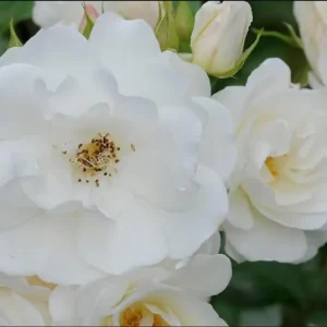 Iceberg Rose Live Plant - White Climbing Rose Bush, 4 to 6 Inch Tall Starter - Image 6