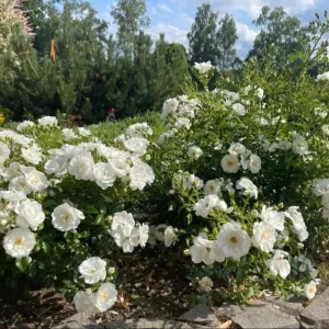 Iceberg Rose Live Plant - White Climbing Rose Bush, 4 to 6 Inch Tall Starter - Image 7