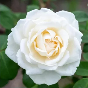 Iceberg Rose Live Plant - White Climbing Rose Bush, 4 to 6 Inch Tall Starter - Image 1