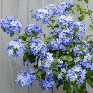 Imperial Blue Plumbago Live Plant – Cape Leadwort – 4-6 Inch Tall – Pack of 2 - Image 3