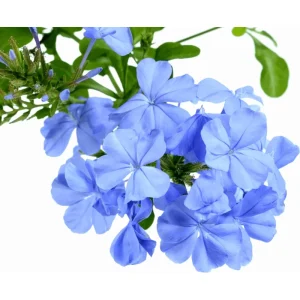Imperial Blue Plumbago Live Plant – Cape Leadwort – 4-6 Inch Tall – Pack of 2 - Image 4