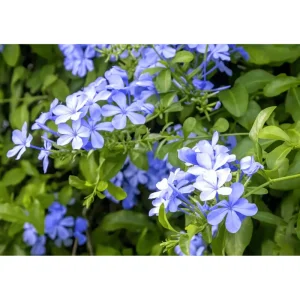 Imperial Blue Plumbago Live Plant – Cape Leadwort – 4-6 Inch Tall – Pack of 2 - Image 5