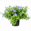 Imperial Blue Plumbago Live Plant – Cape Leadwort – 4-6 Inch Tall – Pack of 2 - Image 1