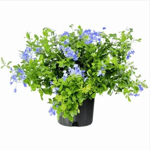 Imperial Blue Plumbago Live Plant – Cape Leadwort – 4-6 Inch Tall – Pack of 2 - Image 1
