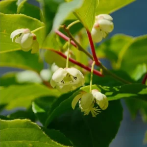 Issai Hardy Kiwi Live Starter Plant - Fruit Tree Vine, 3-5 Inch Tall - Image 4