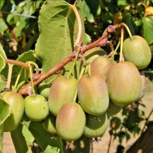 Issai Hardy Kiwi Live Starter Plant - Fruit Tree Vine, 3-5 Inch Tall - Image 5