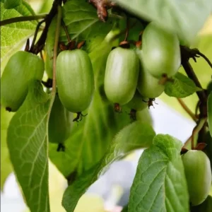 Issai Hardy Kiwi Live Starter Plant - Fruit Tree Vine, 3-5 Inch Tall - Image 7