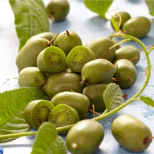 Issai Hardy Kiwi Live Starter Plant - Fruit Tree Vine, 3-5 Inch Tall - Image 8