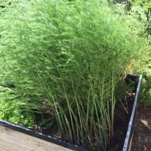 Jersey Supreme Asparagus Bare Roots - Pack of 5, 4-8 Inch Tall, Outdoor Vegetable Plant - Image 6