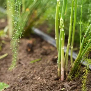 Jersey Supreme Asparagus Bare Roots - Pack of 5, 4-8 Inch Tall, Outdoor Vegetable Plant - Image 8