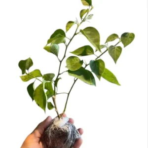 Juanita Hatten Bougainvillea Live Plants, Vibrant Pink, 4-8 Inch Tall, Set of 2 - Image 10