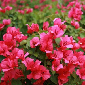 Juanita Hatten Bougainvillea Live Plants, Vibrant Pink, 4-8 Inch Tall, Set of 2 - Image 2