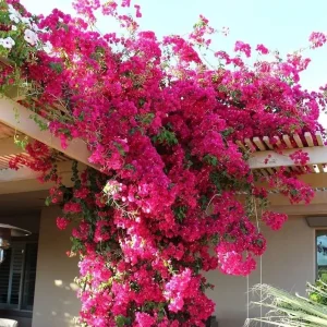 Juanita Hatten Bougainvillea Live Plants, Vibrant Pink, 4-8 Inch Tall, Set of 2 - Image 4