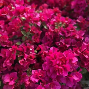 Juanita Hatten Bougainvillea Live Plants, Vibrant Pink, 4-8 Inch Tall, Set of 2 - Image 5