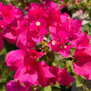 Juanita Hatten Bougainvillea Live Plants, Vibrant Pink, 4-8 Inch Tall, Set of 2 - Image 7