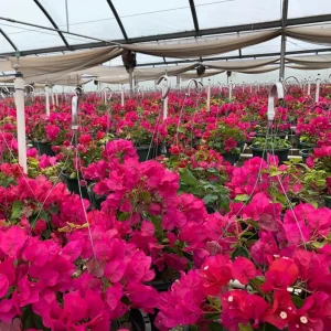 Juanita Hatten Bougainvillea Live Plants, Vibrant Pink, 4-8 Inch Tall, Set of 2 - Image 8