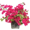 Juanita Hatten Bougainvillea Live Plants, Vibrant Pink, 4-8 Inch Tall, Set of 2 - Image 1