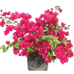 Juanita Hatten Bougainvillea Live Plants, Vibrant Pink, 4-8 Inch Tall, Set of 2 - Image 1