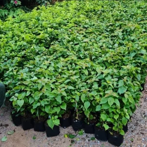 Juanita Hatten Bougainvillea Live Plants, Vibrant Pink, 4-8 Inch Tall, Set of 2 - Image 9