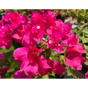 Juanita Hatten Bougainvillea Live Starter Plants, Pink, 4-8 Inch Tall, 2-Pack, Outdoor Vine - Image 3