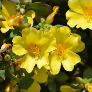 Jumbo Yellow Portulaca Live Starter Plant - Pack of 2, 4-9 Inch Tall - Image 2
