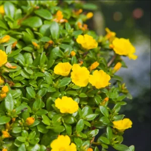 Jumbo Yellow Portulaca Live Starter Plant - Pack of 2, 4-9 Inch Tall - Image 3