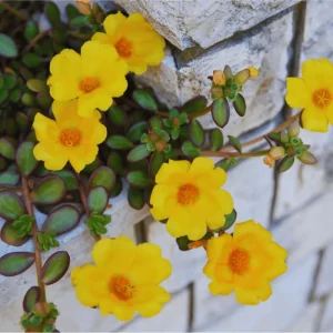 Jumbo Yellow Portulaca Live Starter Plant - Pack of 2, 4-9 Inch Tall - Image 4