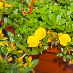 Jumbo Yellow Portulaca Live Starter Plant - Pack of 2, 4-9 Inch Tall - Image 5