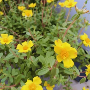 Jumbo Yellow Portulaca Live Starter Plant - Pack of 2, 4-9 Inch Tall - Image 6