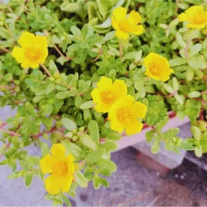 Jumbo Yellow Portulaca Live Starter Plant - Pack of 2, 4-9 Inch Tall - Image 7