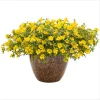 Jumbo Yellow Portulaca Live Starter Plant - Pack of 2, 4-9 Inch Tall - Image 1