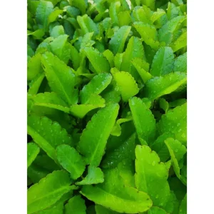 Kalanchoe Pinnata Live Plant 6-8 Inch Tall in 4