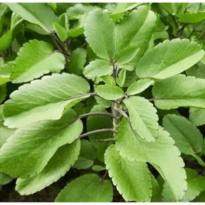 Kalanchoe Pinnata Live Plant 6-8 Inch Tall in 4