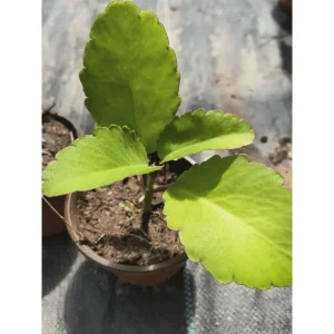 Kalanchoe Pinnata Live Plant 6-8 Inch Tall in 4