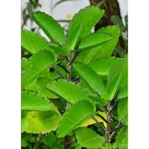 Kalanchoe Pinnata Live Plant 6-8 Inch Tall in 4