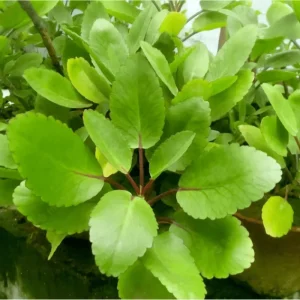Kalanchoe Pinnata Live Plant 6-8 Inch Tall in 4