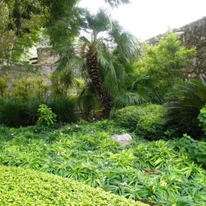 Katie's Dwarf Blue Ruellia Live Plant - 2 Pack - 4-9 Inch Tall Mexican Petunia - Image 5