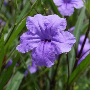 Katie's Dwarf Blue Ruellia Live Plant - 2 Pack - 4-9 Inch Tall Mexican Petunia - Image 6