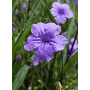 Katie's Dwarf Blue Ruellia Live Plants, Mexican Petunia, 2-Pack, 4-9 Inch Tall, Purple-Blue Flowers - Image 2