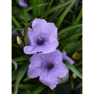 Katie's Dwarf Blue Ruellia Live Plants, Mexican Petunia, 2-Pack, 4-9 Inch Tall, Purple-Blue Flowers - Image 3