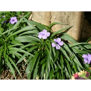 Katie's Dwarf Blue Ruellia Live Plants, Mexican Petunia, 2-Pack, 4-9 Inch Tall, Purple-Blue Flowers - Image 4