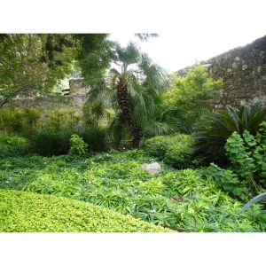 Katie's Dwarf Blue Ruellia Live Plants, Mexican Petunia, 2-Pack, 4-9 Inch Tall, Purple-Blue Flowers - Image 5