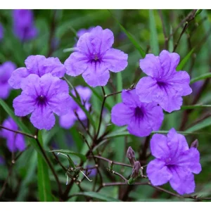 Katie's Dwarf Blue Ruellia Live Plants, Mexican Petunia, 2-Pack, 4-9 Inch Tall, Purple-Blue Flowers - Image 6