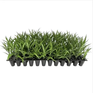 Katie's Dwarf Blue Ruellia Live Plants, Mexican Petunia, 2-Pack, 4-9 Inch Tall, Purple-Blue Flowers - Image 7