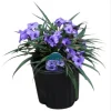 Katie's Dwarf Blue Ruellia Live Plants, Mexican Petunia, 2-Pack, 4-9 Inch Tall, Purple-Blue Flowers - Image 1