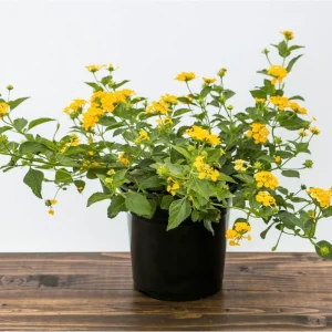 Lantana Chapel Hill Gold Live Plant – Golden Yellow Flowers – Pack of 2 – 4-6 Inch Tall - Image 2