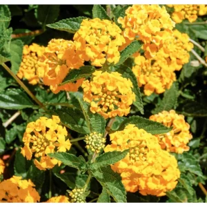 Lantana Chapel Hill Gold Live Plant – Golden Yellow Flowers – Pack of 2 – 4-6 Inch Tall - Image 1