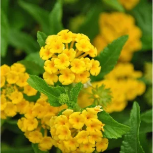 Lantana Chapel Hill Gold Live Plant – Golden Yellow Flowers – Pack of 2 – 4-6 Inch Tall - Image 3